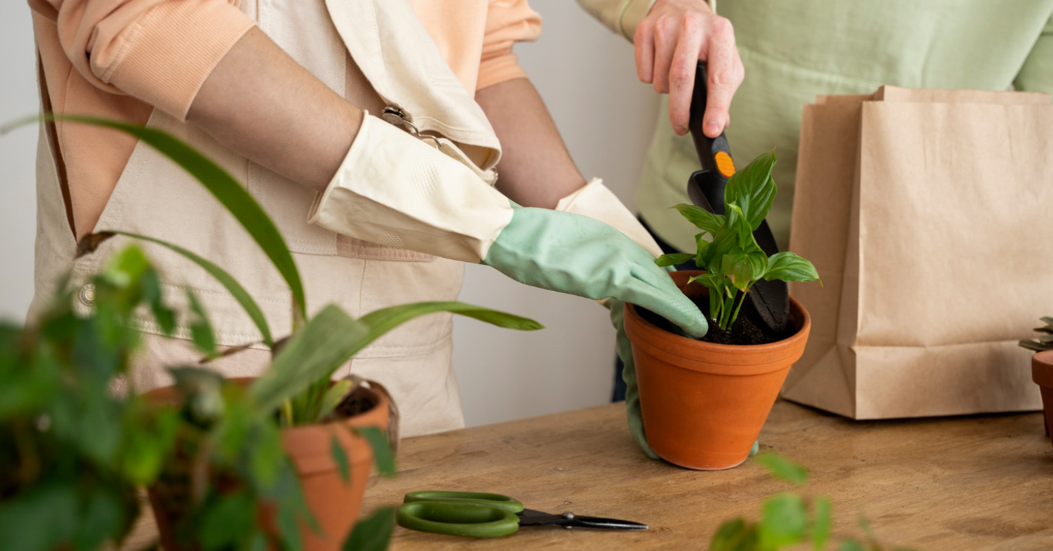 Troc de plantes