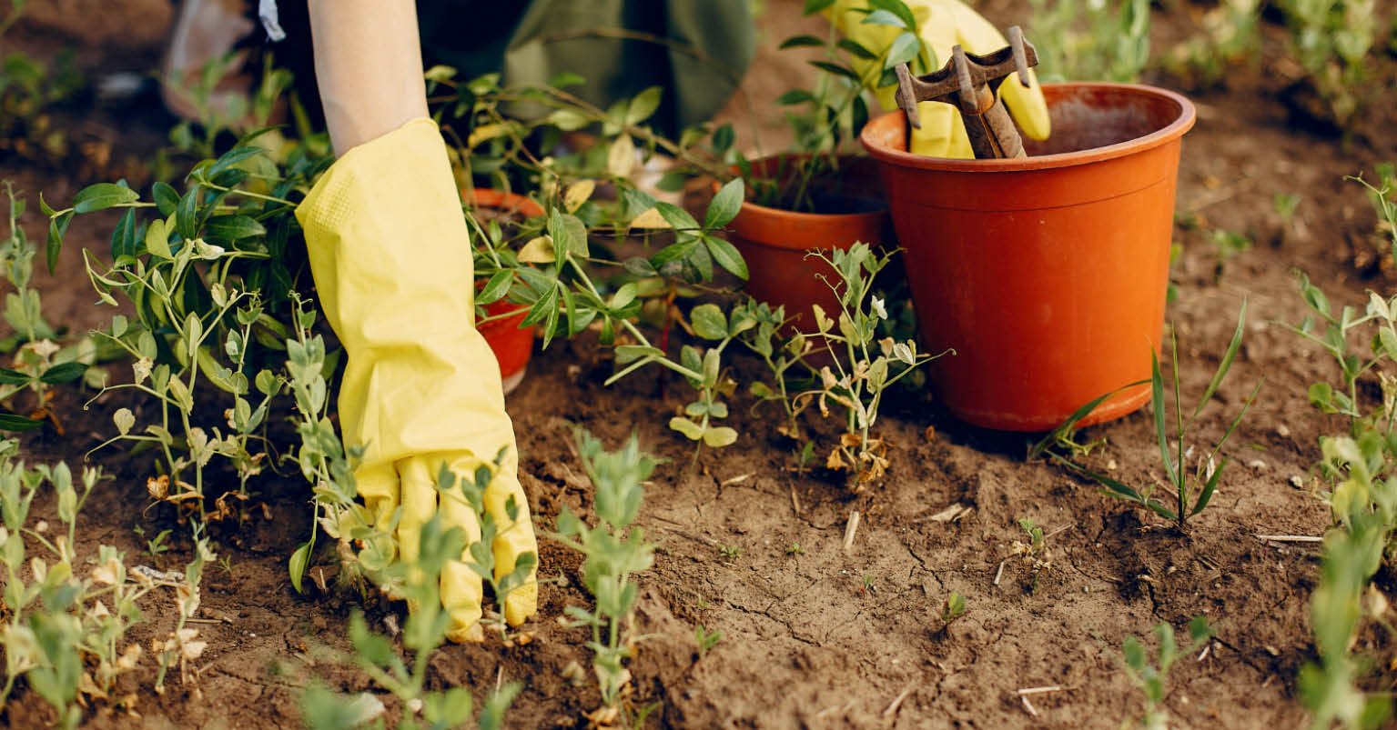 Atelier jardinage